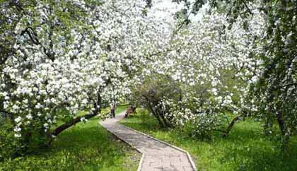 романтические места Петербурга - яблоневый сад