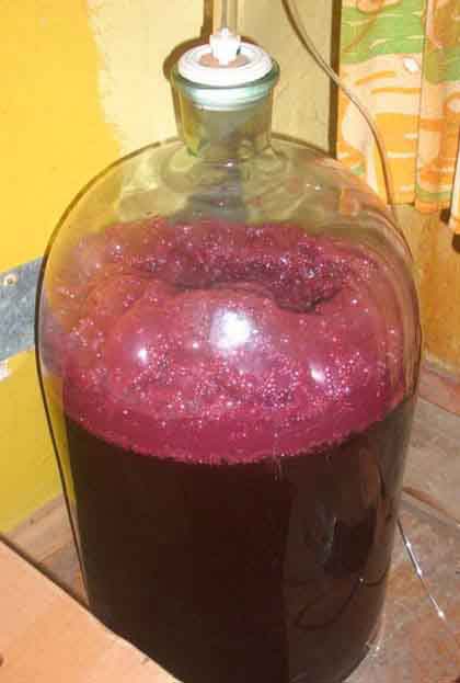 вино из черноплодной рябины - гидрозатвор