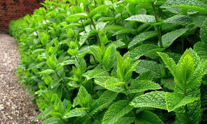 Лечебный чай с лекарственными травами - мята